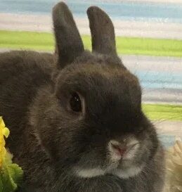 こころみたすペット思い出セレモニーにて葬儀したペットちゃん | カレンちゃん