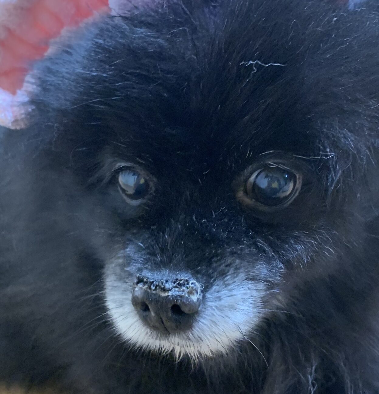 こころみたすペット思い出セレモニーにて葬儀したペットちゃん | くーちゃん