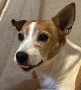 こころみたすペット思い出セレモニーにて葬儀したペットちゃん | プリンちゃん