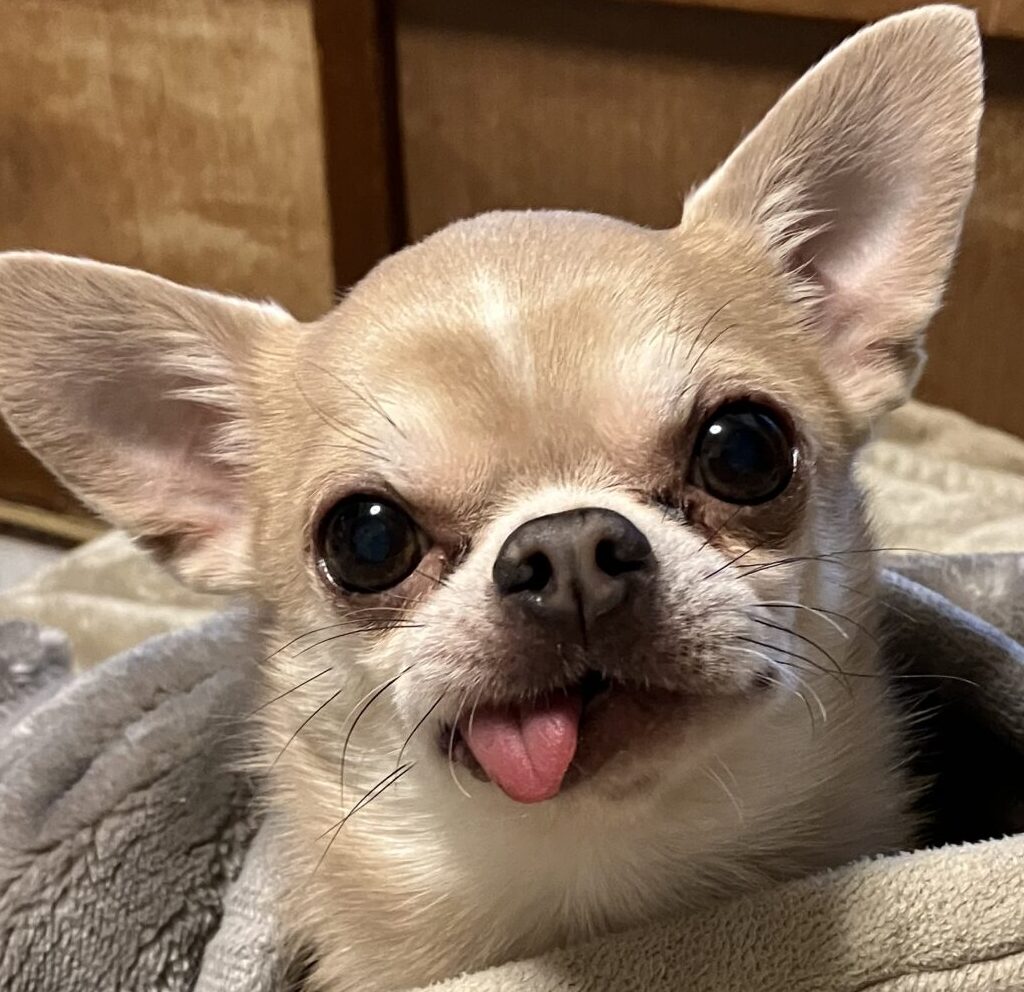 こころみたすペット思い出セレモニーにて葬儀したペットちゃん | ルントくん