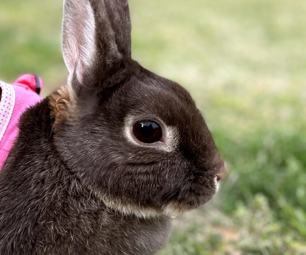 こころみたすペット思い出セレモニーにて葬儀したペットちゃん | モカちゃん