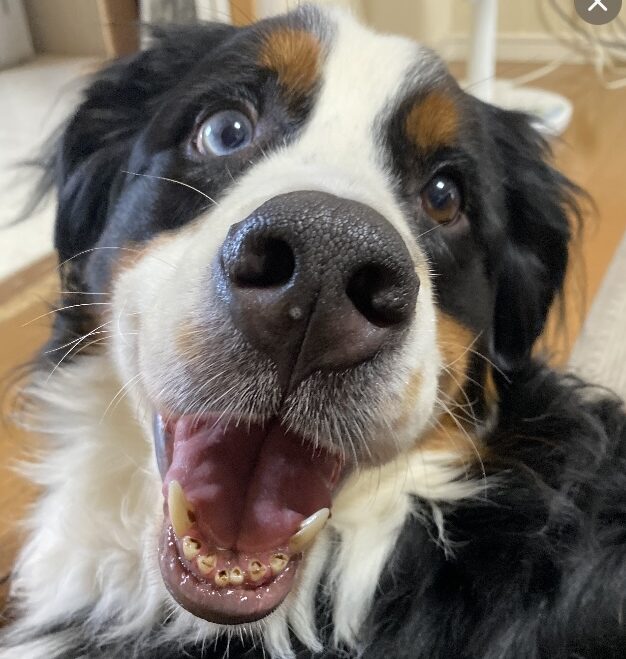 こころみたすペット思い出セレモニーにて葬儀したペットちゃん | はなびちゃん