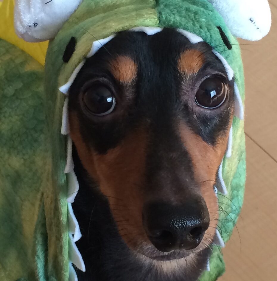 こころみたすペット思い出セレモニーにて葬儀したペットちゃん | ウメくん