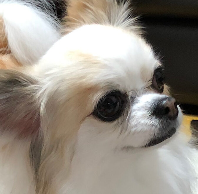 こころみたすペット思い出セレモニーにて葬儀したペットちゃん | ぽぷりちゃん