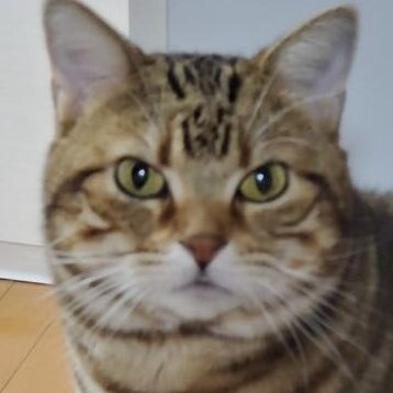 こころみたすペット思い出セレモニーにて葬儀したペットちゃん | とらくん