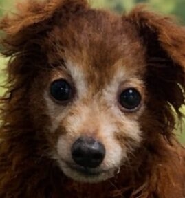 こころみたすペット思い出セレモニーにて葬儀したペットちゃん | Craneくん