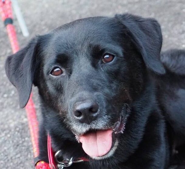 こころみたすペット思い出セレモニーにて葬儀したペットちゃん | りえぞうちゃん