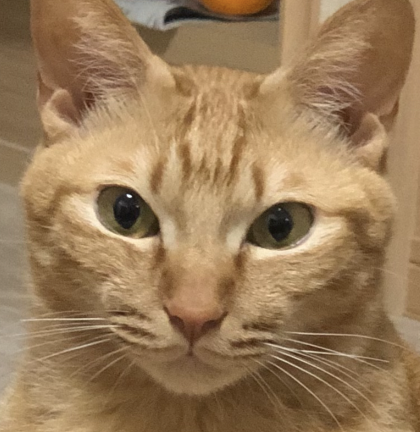 こころみたすペット思い出セレモニーにて葬儀したペットちゃん | チャトくん