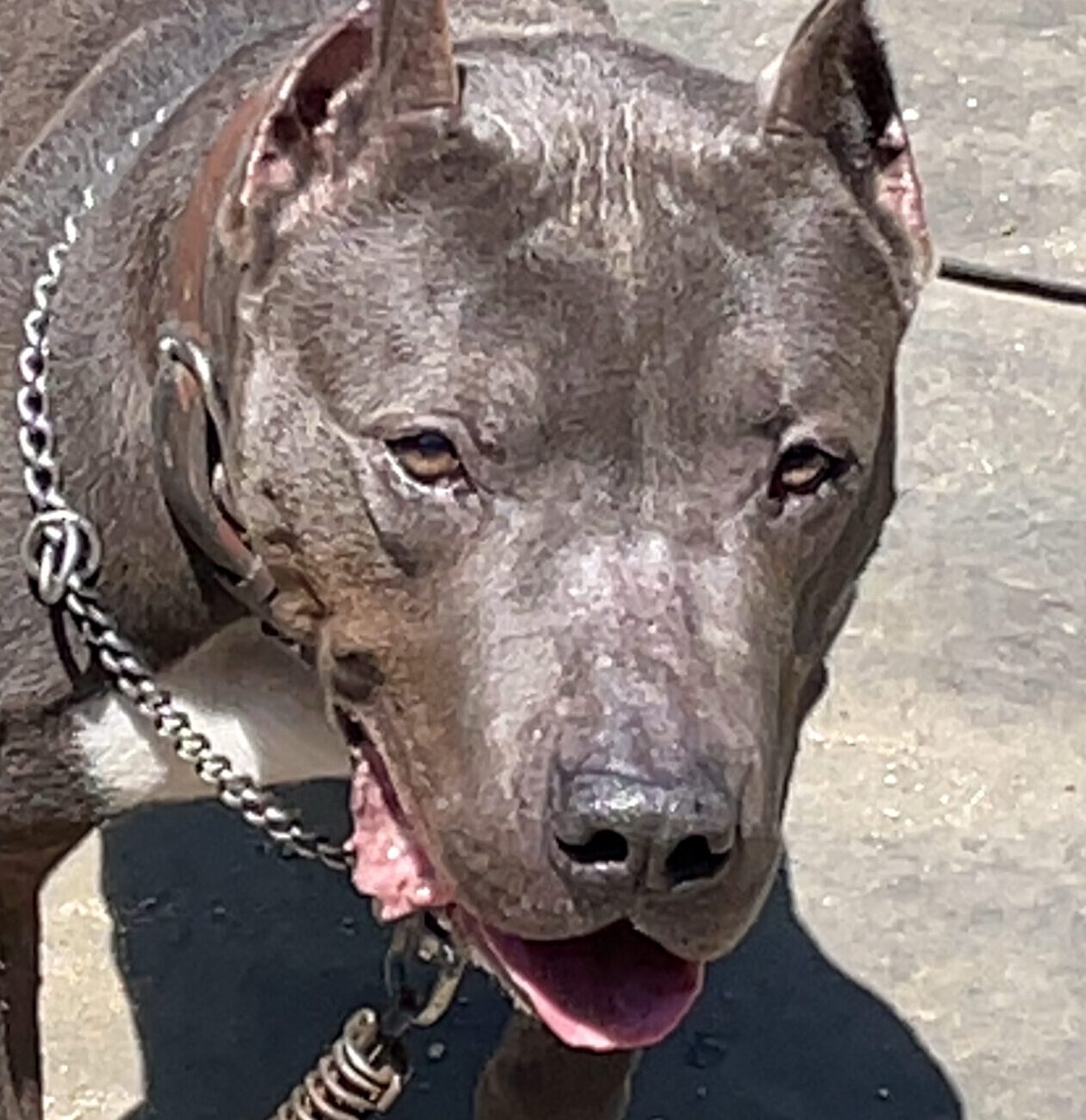 こころみたすペット思い出セレモニーにて葬儀したペットちゃん | ジーコくん