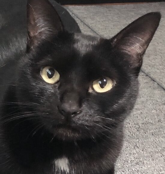 こころみたすペット思い出セレモニーにて葬儀したペットちゃん | ベルちゃん