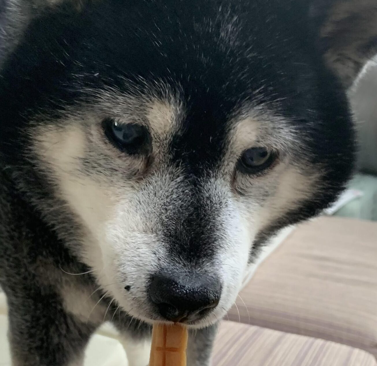 こころみたすペット思い出セレモニーにて葬儀したペットちゃん | 小町ちゃん