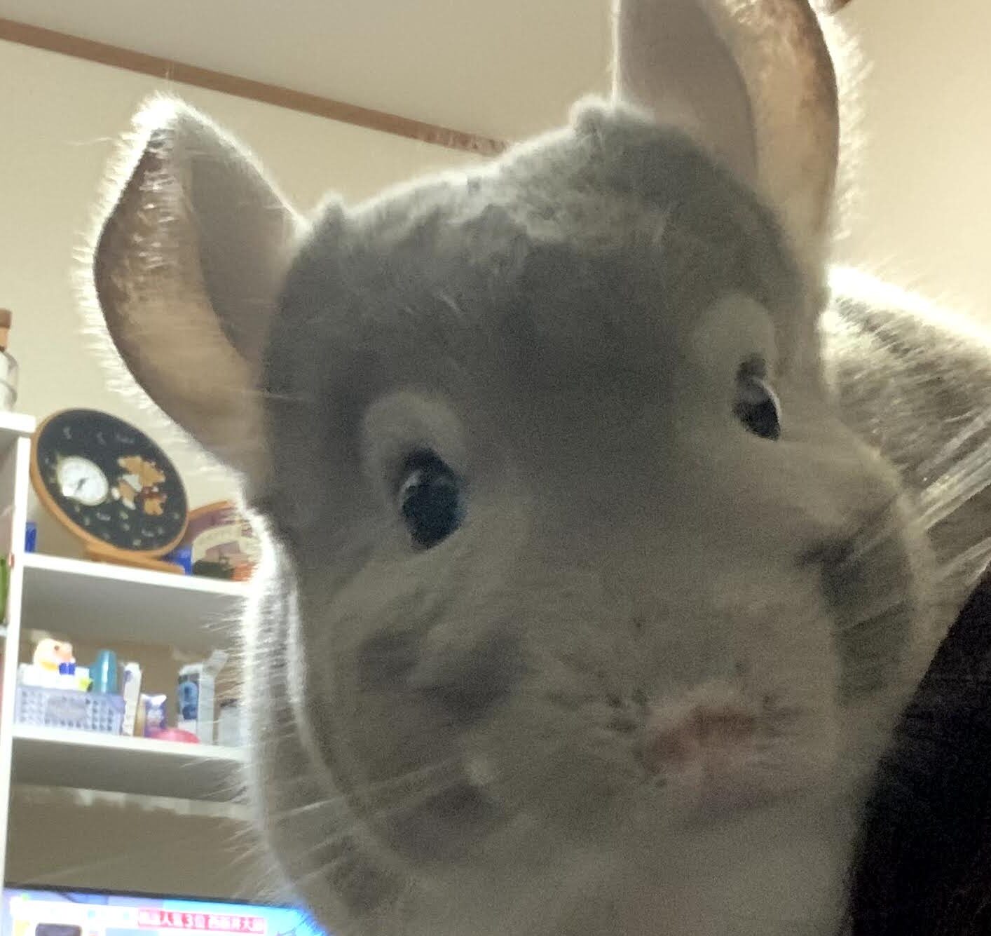 こころみたすペット思い出セレモニーにて葬儀したペットちゃん | マロンくん