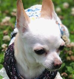 こころみたすペット思い出セレモニーにて葬儀したペットちゃん | モコちゃん