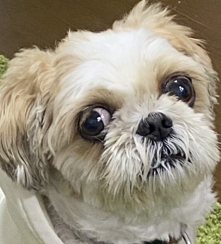 こころみたすペット思い出セレモニーにて葬儀したペットちゃん | レックスくん