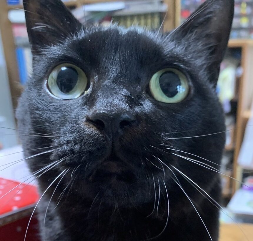 こころみたすペット思い出セレモニーにて葬儀したペットちゃん | ボンくん