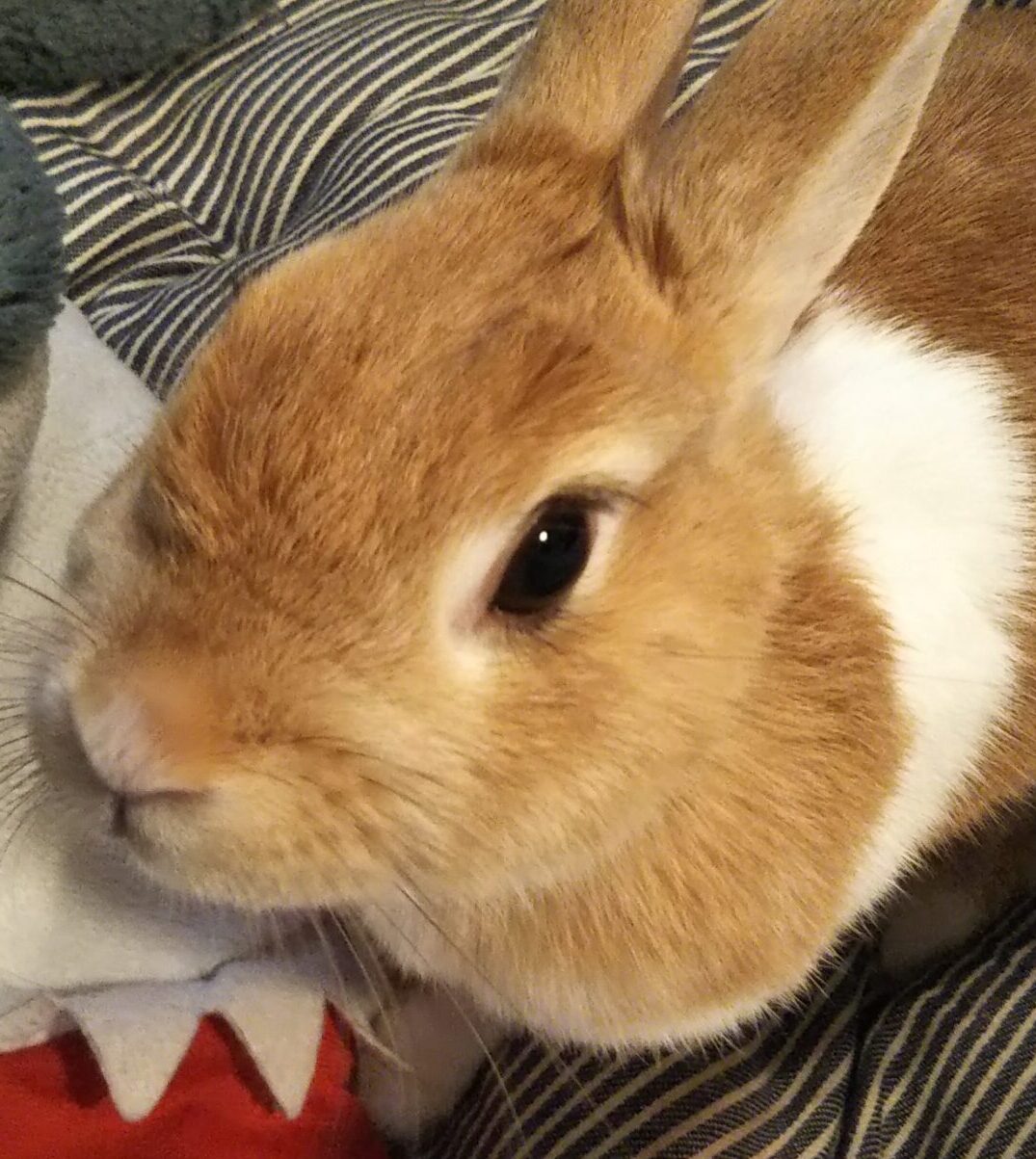 こころみたすペット思い出セレモニーにて葬儀したペットちゃん | アリスちゃん