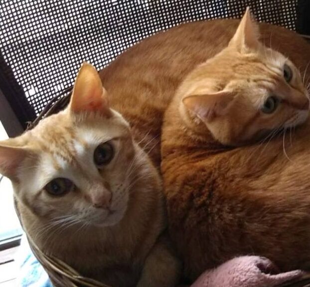 こころみたすペット思い出セレモニーにて葬儀したペットちゃん | てんてんくん