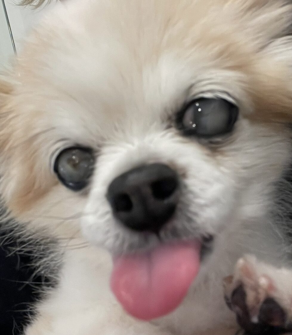 こころみたすペット思い出セレモニーにて葬儀したペットちゃん | JOYちゃん