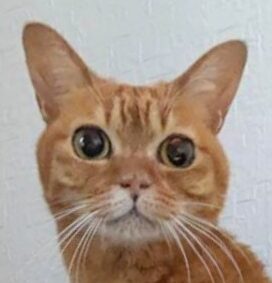 こころみたすペット思い出セレモニーにて葬儀したペットちゃん | キャメルちゃん