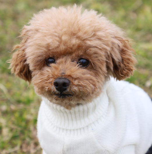 こころみたすペット思い出セレモニーにて葬儀したペットちゃん | ココアくん