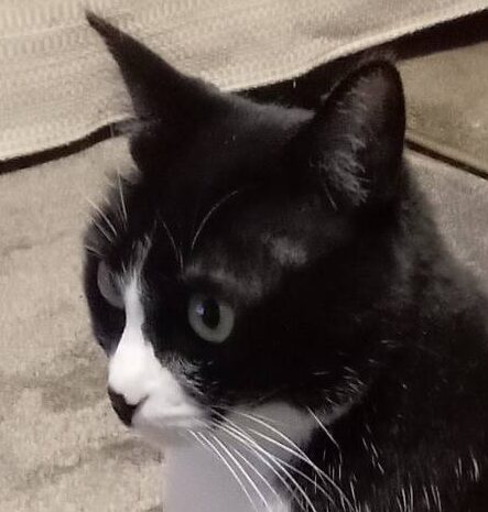 こころみたすペット思い出セレモニーにて葬儀したペットちゃん | 天ちゃん