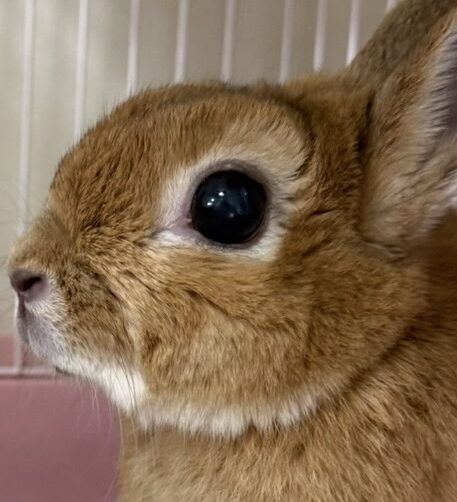 こころみたすペット思い出セレモニーにて葬儀したペットちゃん | ランちゃん