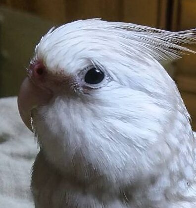 こころみたすペット思い出セレモニーにて葬儀したペットちゃん | じろうちゃん