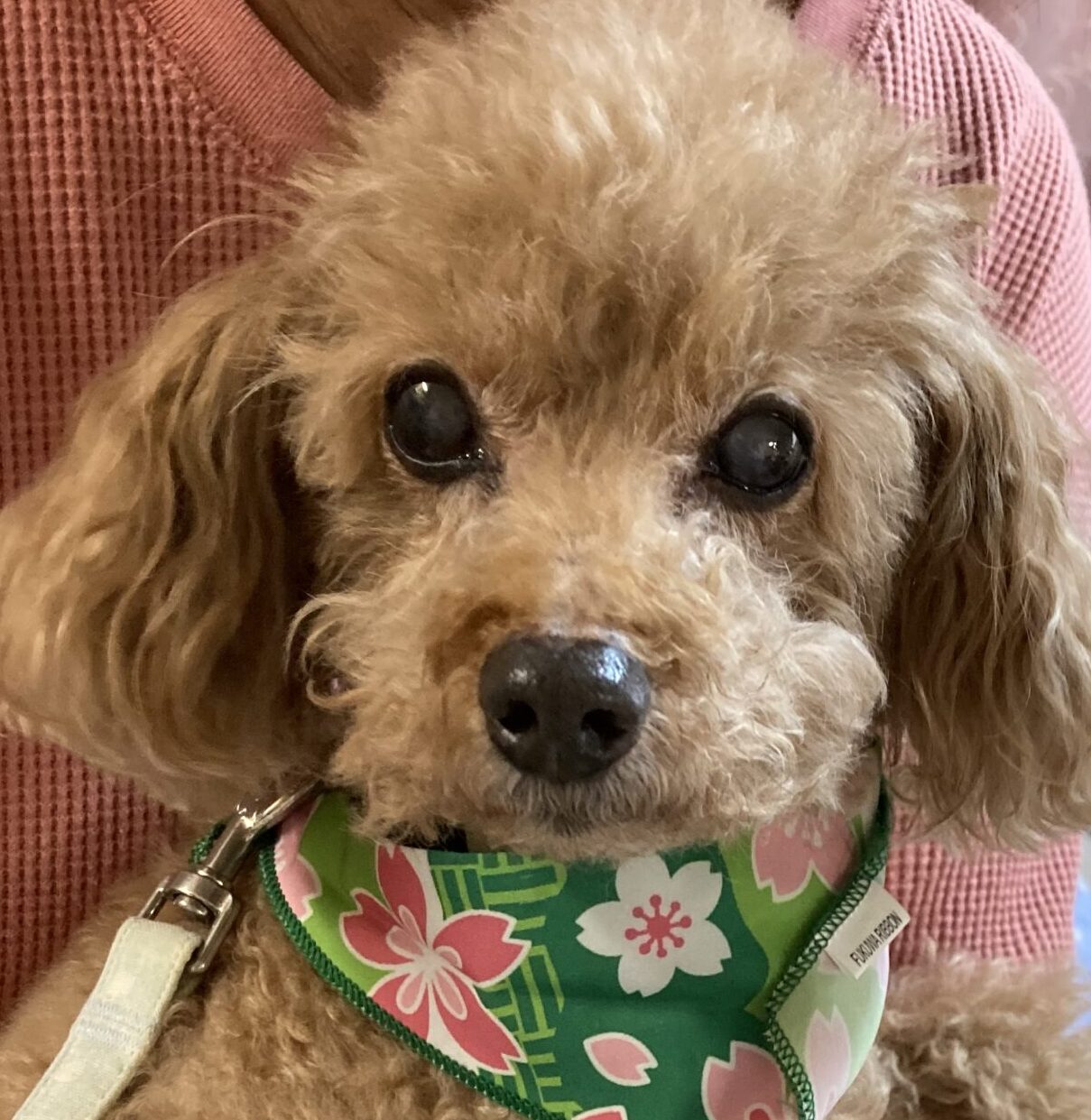 こころみたすペット思い出セレモニーにて葬儀したペットちゃん | チッチくん