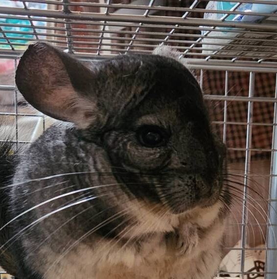 こころみたすペット思い出セレモニーにて葬儀したペットちゃん | むぎくん