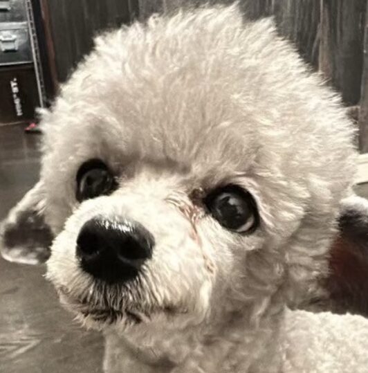 こころみたすペット思い出セレモニーにて葬儀したペットちゃん | チップくん