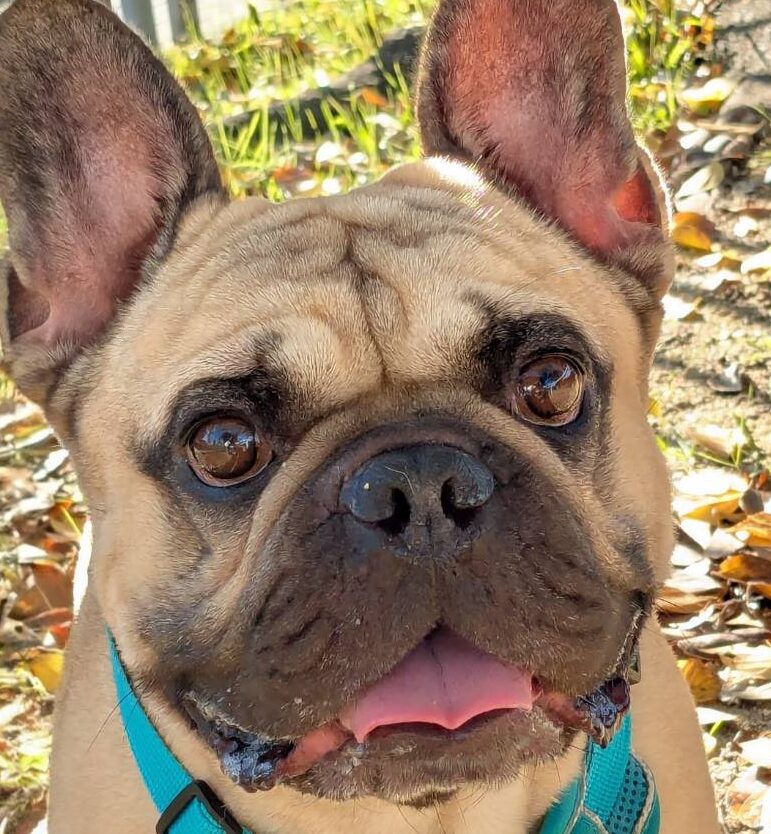 こころみたすペット思い出セレモニーにて葬儀したペットちゃん | むくくん