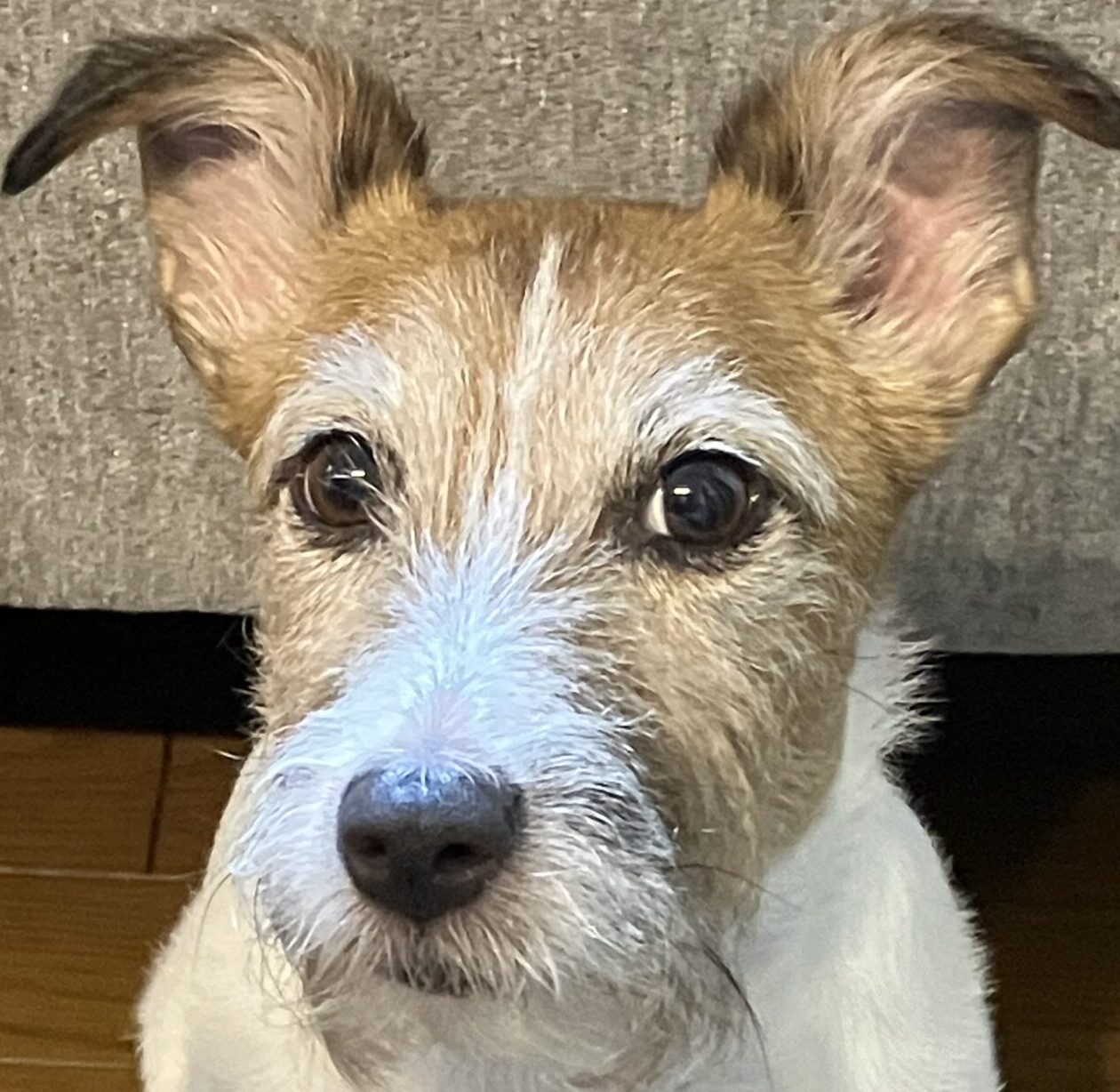 こころみたすペット思い出セレモニーにて葬儀したペットちゃん | はるちゃん