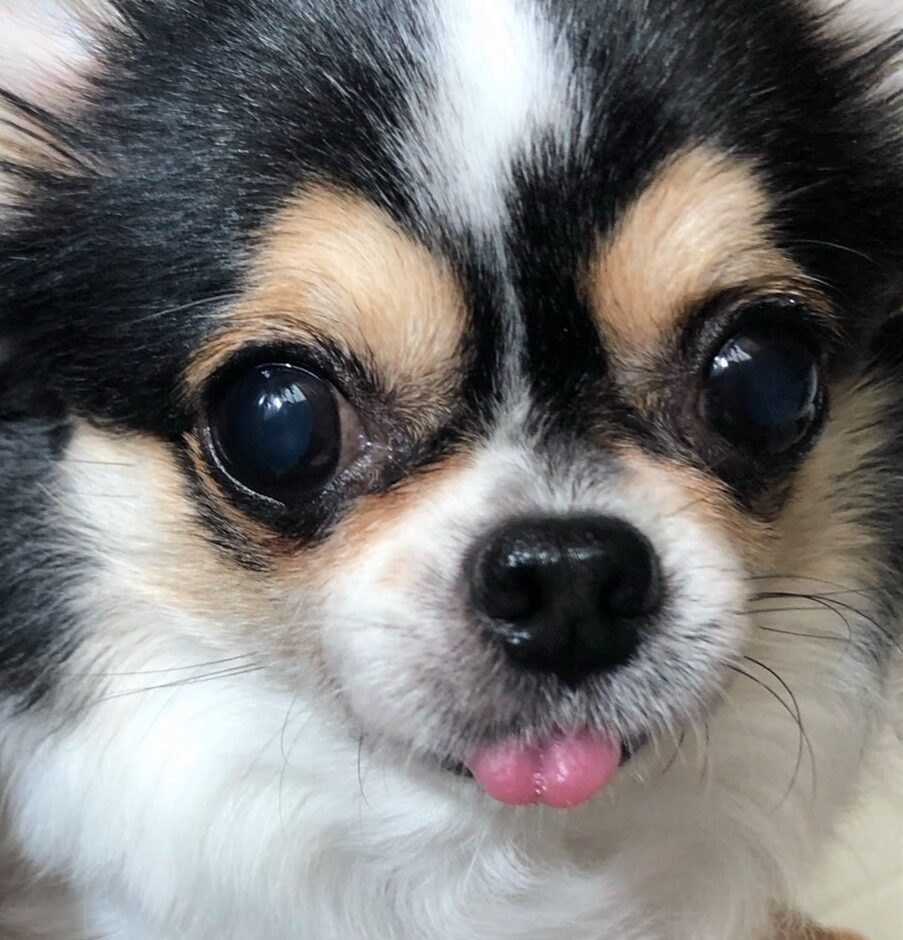 こころみたすペット思い出セレモニーにて葬儀したペットちゃん | きいちゃん