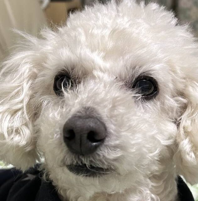 こころみたすペット思い出セレモニーにて葬儀したペットちゃん | チョロくん