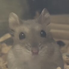 こころみたすペット思い出セレモニーにて葬儀したペットちゃん | あずきちゃん