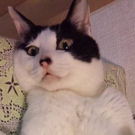 こころみたすペット思い出セレモニーにて葬儀したペットちゃん | めざしくん