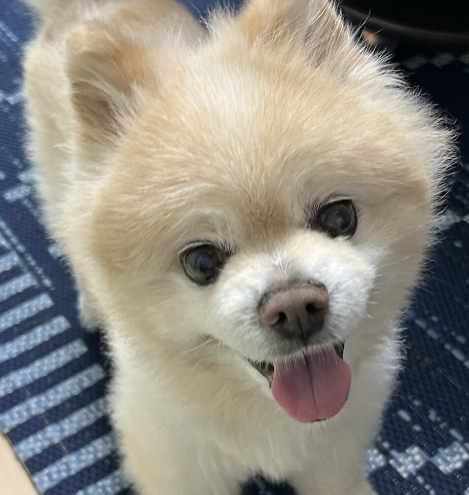 こころみたすペット思い出セレモニーにて葬儀したペットちゃん | ポン吉くん