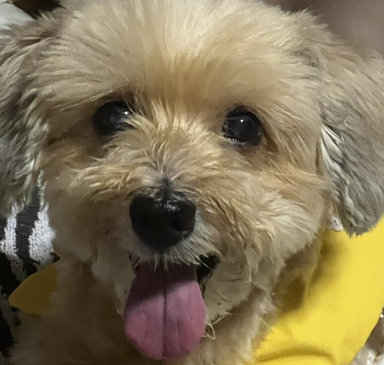 こころみたすペット思い出セレモニーにて葬儀したペットちゃん | ショコラちゃん