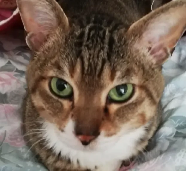 こころみたすペット思い出セレモニーにて葬儀したペットちゃん | リクくん