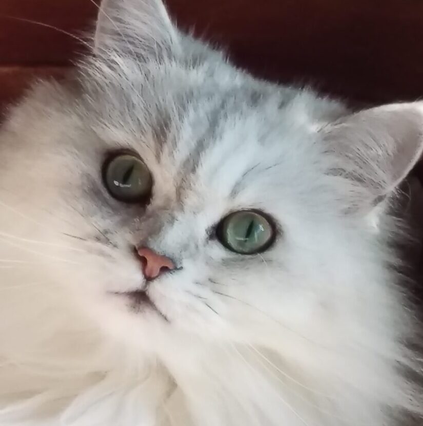 こころみたすペット思い出セレモニーにて葬儀したペットちゃん | チョロスケくん