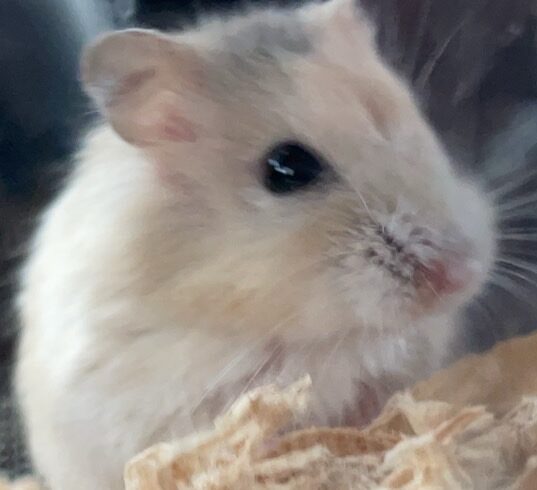 こころみたすペット思い出セレモニーにて葬儀したペットちゃん | ぴのちゃん