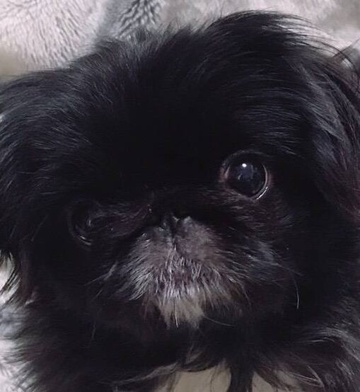 こころみたすペット思い出セレモニーにて葬儀したペットちゃん | アクアくん