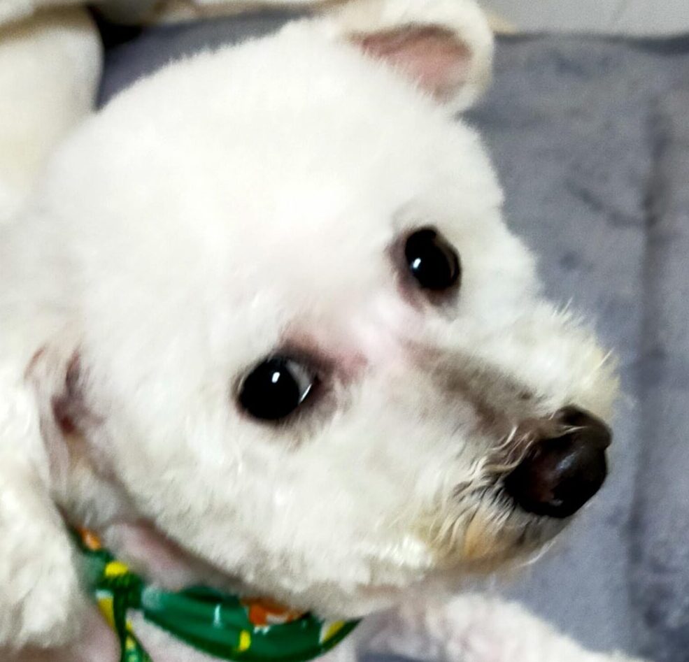 こころみたすペット思い出セレモニーにて葬儀したペットちゃん | こんぶくん