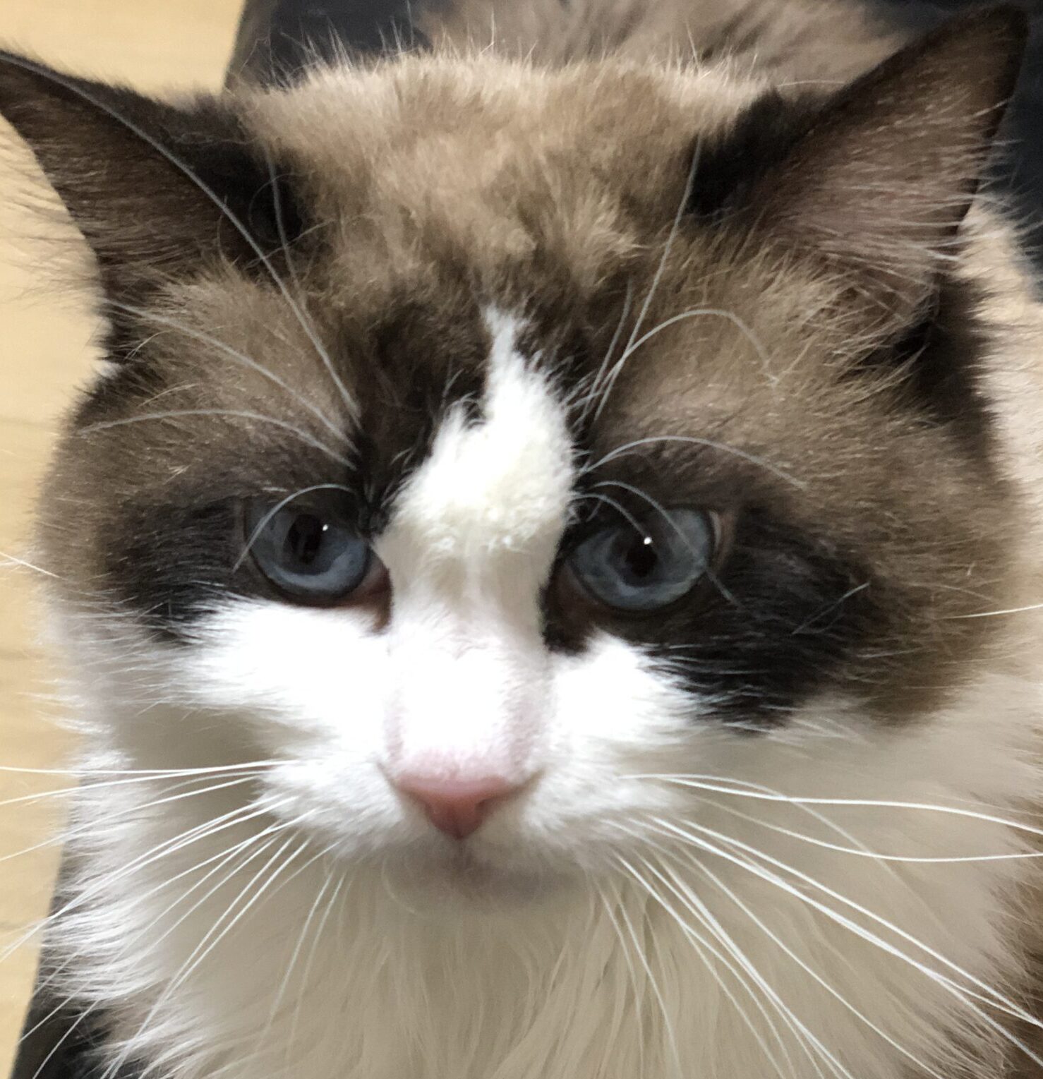 こころみたすペット思い出セレモニーにて葬儀したペットちゃん | そらくん