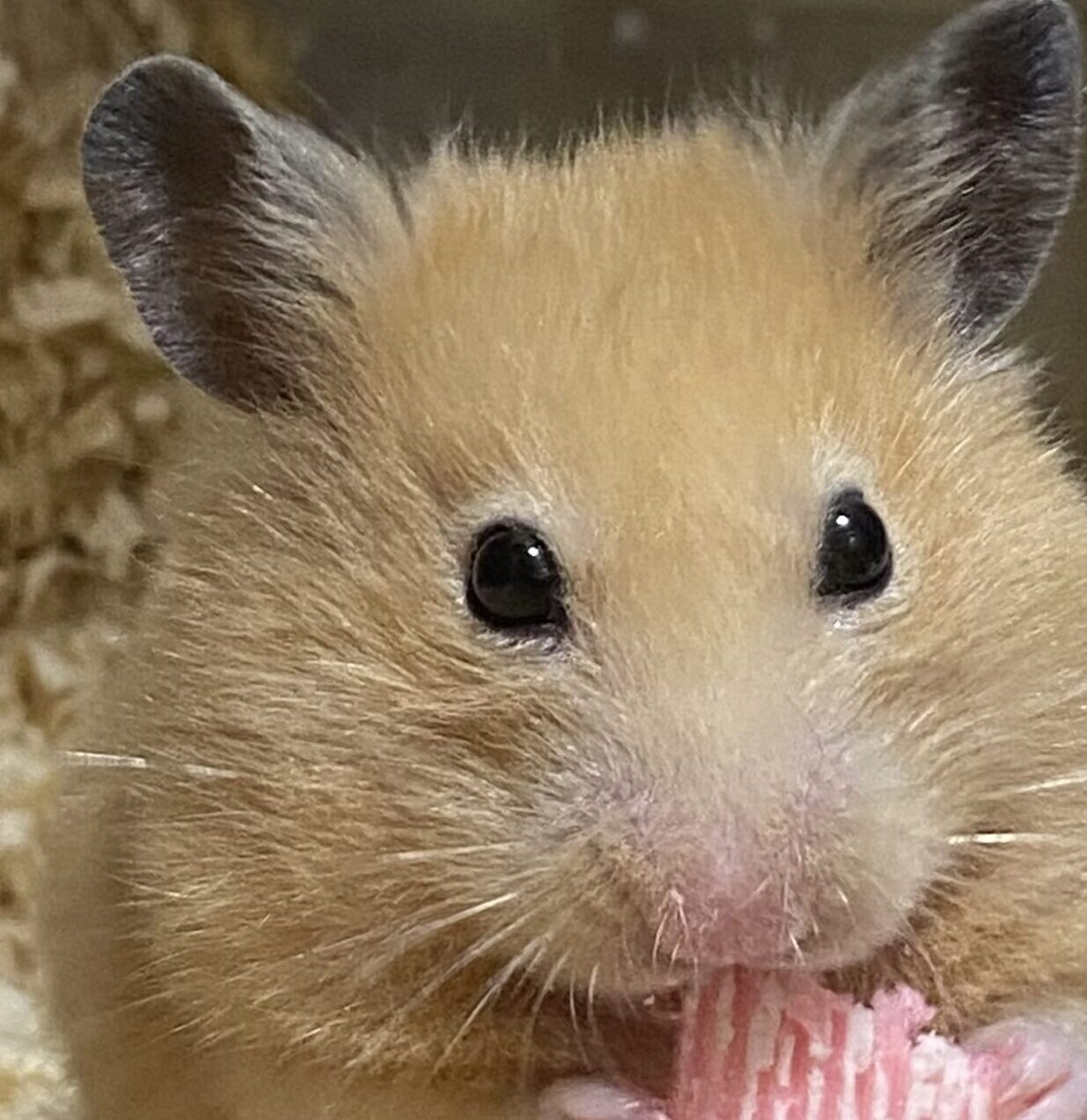 こころみたすペット思い出セレモニーにて葬儀したペットちゃん | わらびちゃん