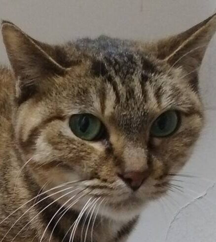 こころみたすペット思い出セレモニーにて葬儀したペットちゃん | ジュニアちゃん