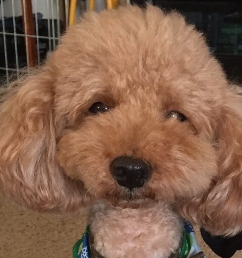 こころみたすペット思い出セレモニーにて葬儀したペットちゃん | ロジャーくん