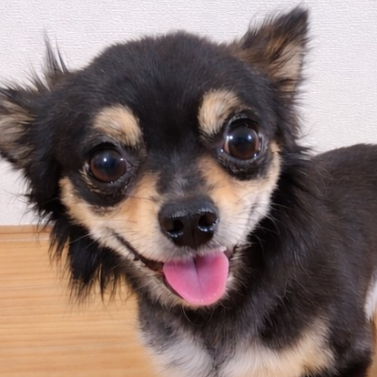 こころみたすペット思い出セレモニーにて葬儀したペットちゃん | ニコちゃん