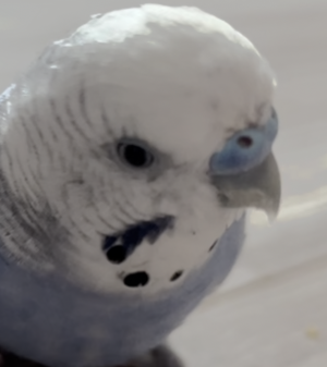 こころみたすペット思い出セレモニーにて葬儀したペットちゃん | ルピアくん