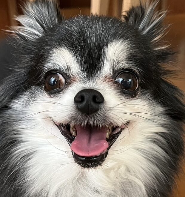 こころみたすペット思い出セレモニーにて葬儀したペットちゃん | くうちゃん